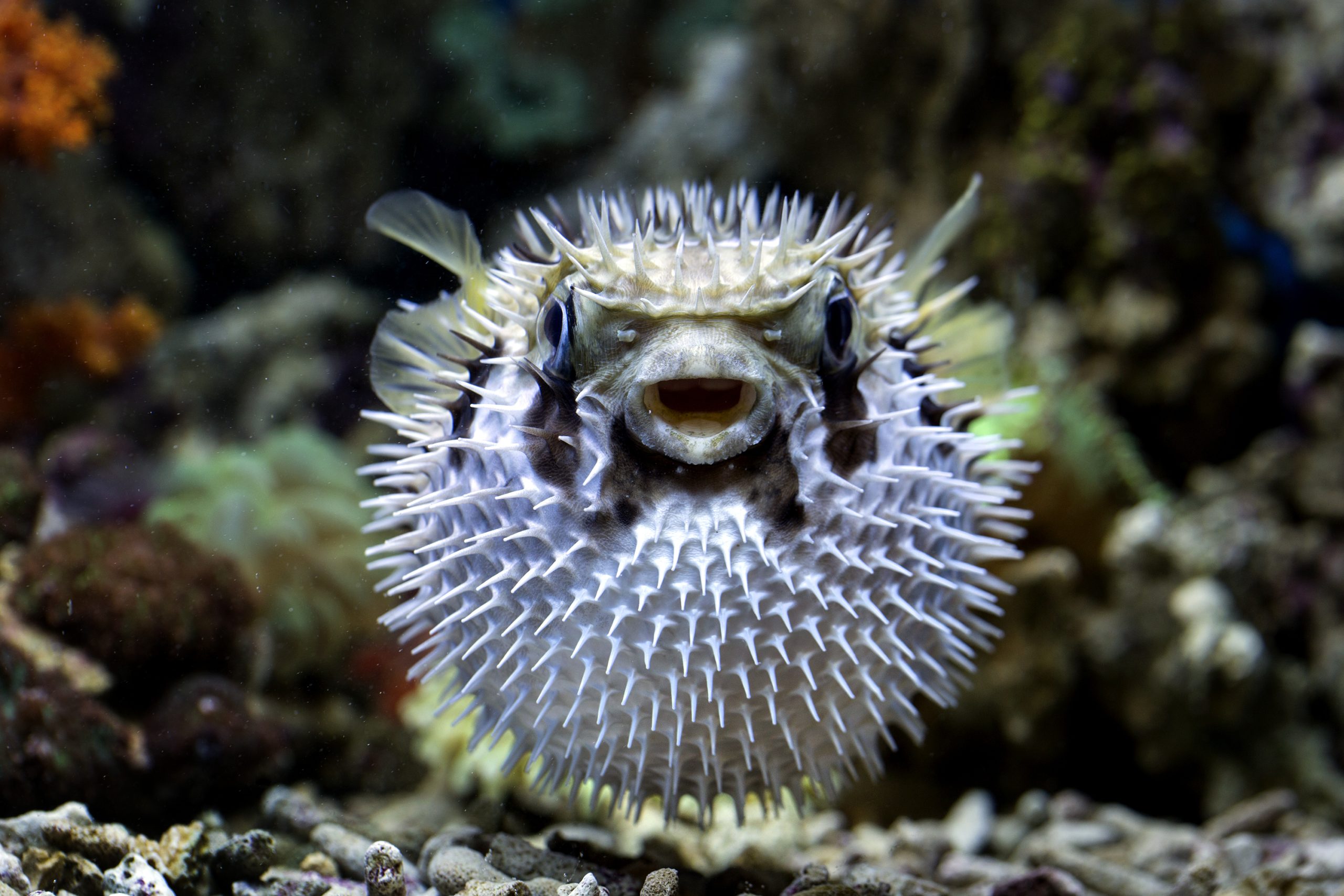 shutterstock_389687713-scaled
