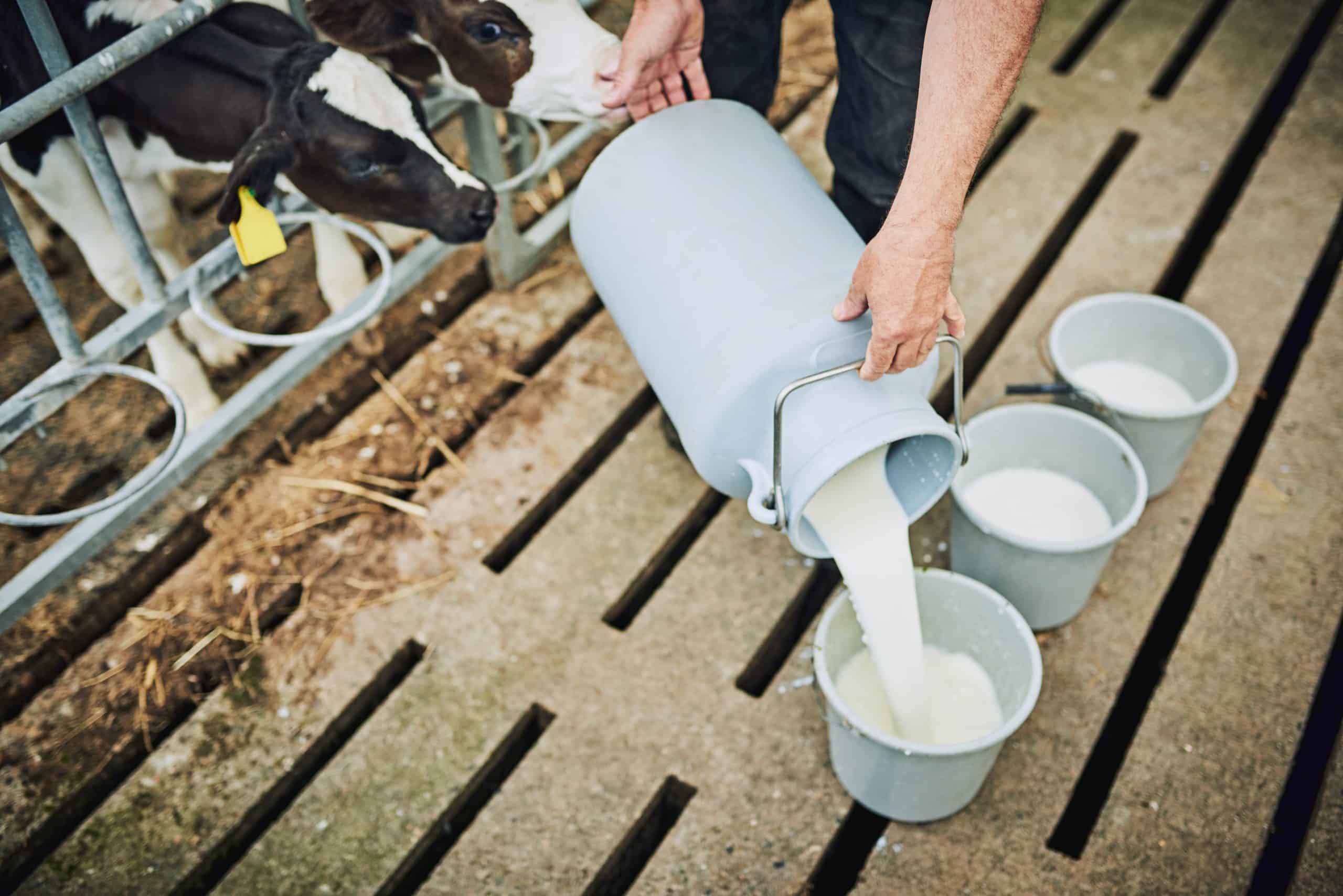 Milch brauen