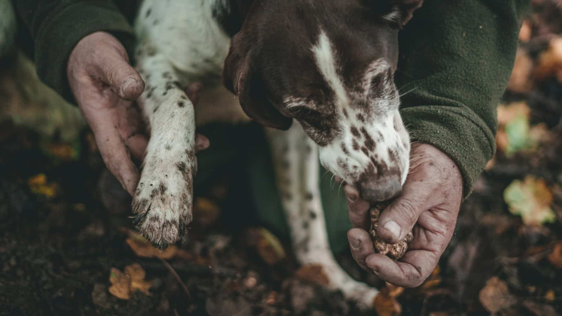 andrea-cairone-YdmMUyqfgNA-unsplash