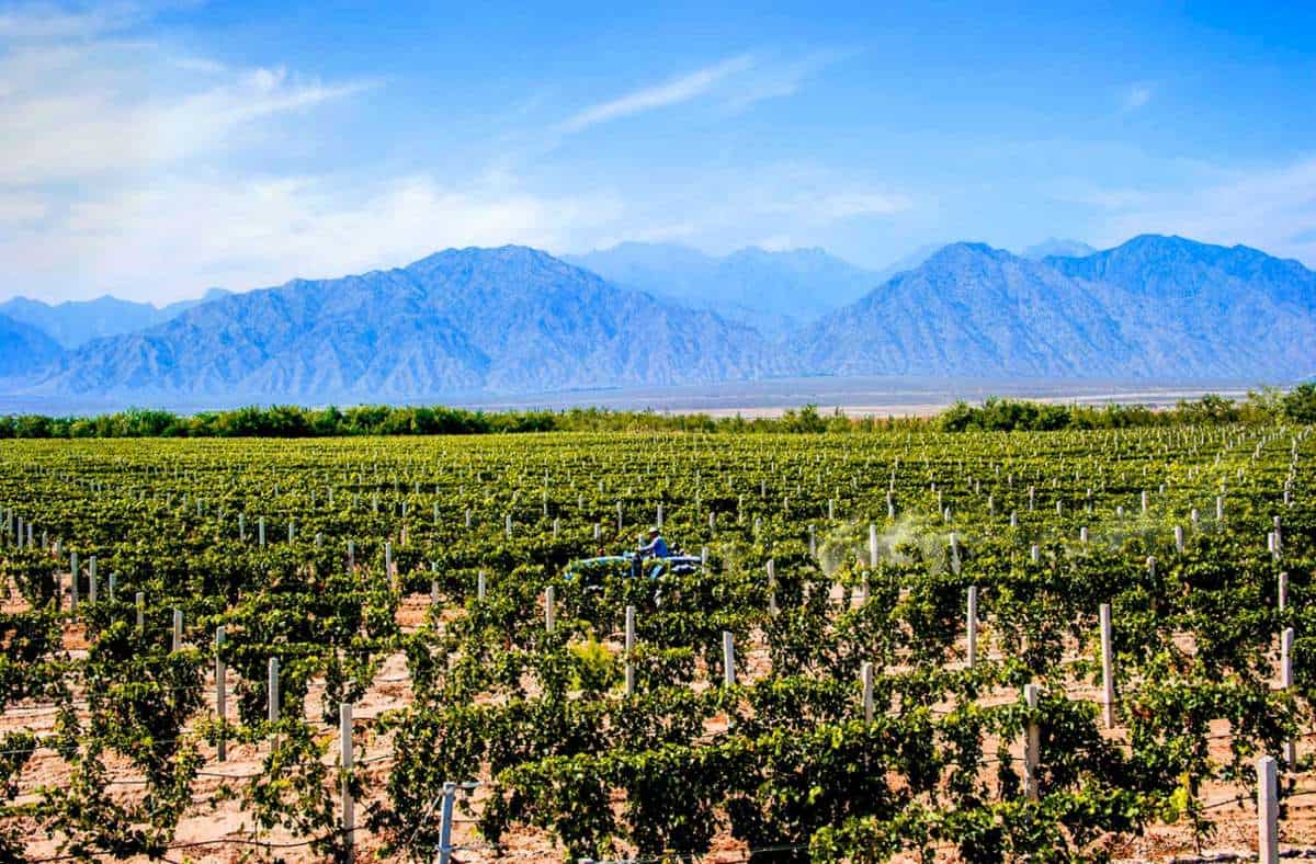 wein-china