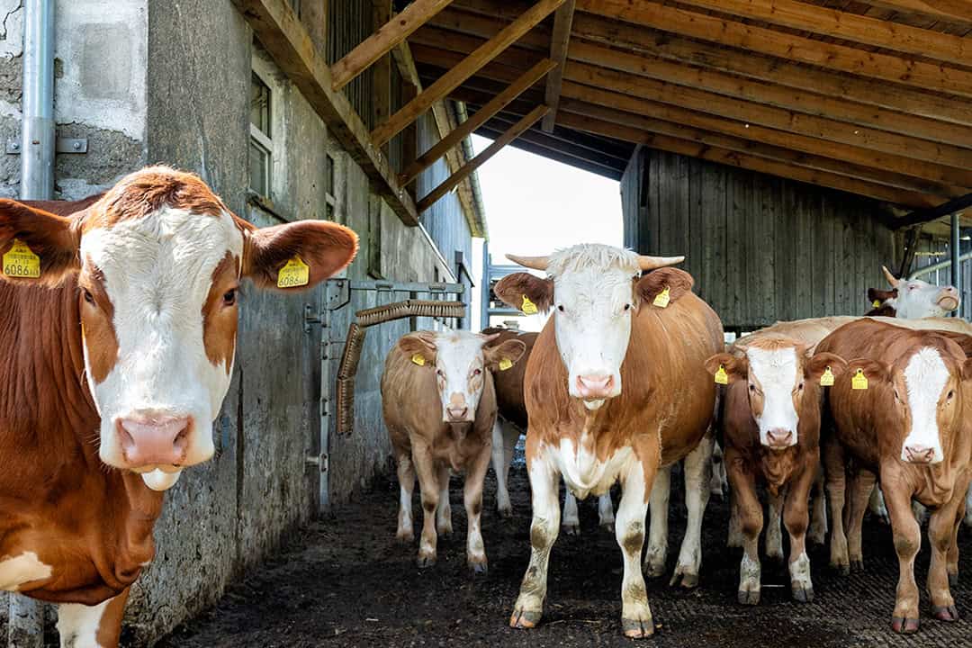 Kühe im Stall 